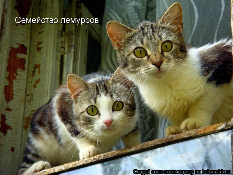 Котоматрица: Семейство лемурров
