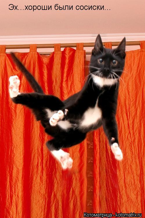 Котоматрица: Эх...хороши были сосиски...