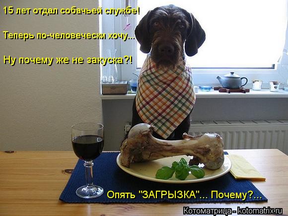 15 лет отдал собачьей службе! Теперь по-человечески хочу... Ну почему же не закуска?! Опять "ЗАГРЫЗКА... Котоматрица: 15 лет отдал собачьей службе! Теперь по-человечески хочу... Ну почему же не закуска?! Опять "ЗАГРЫЗКА"... Почему?...