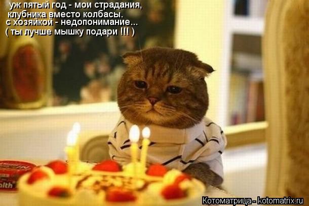 уж пятый год - мои страдания, клубника вместо колбасы. с хозяйкой - недопонимание... ( ты лучше мышку... Котоматрица: уж пятый год - мои страдания, клубника вместо колбасы. с хозяйкой - недопонимание... ( ты лучше мышку подари !!! )