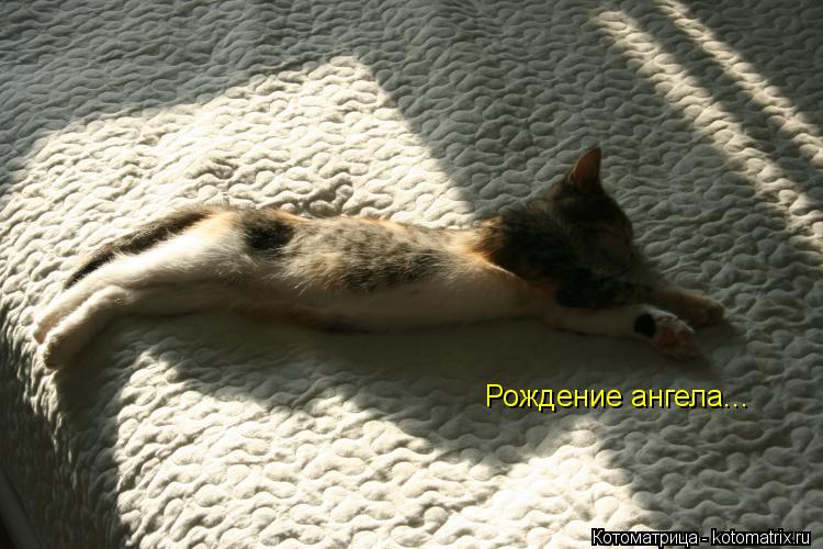 Котоматрица: Рождение ангела...