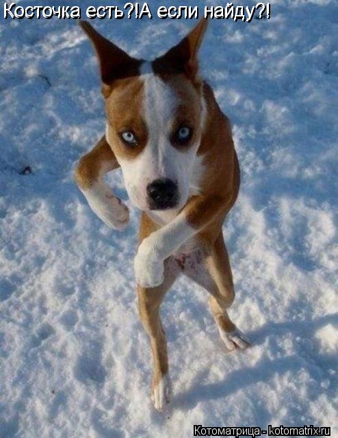 Котоматрица: Косточка есть?!А если найду?! Косточка есть?!А если найду?!