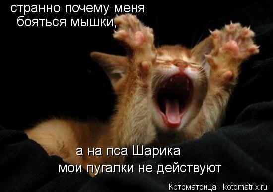 Котоматрица: странно почему меня мои пугалки не действуют бояться мышки, а на пса Шарика