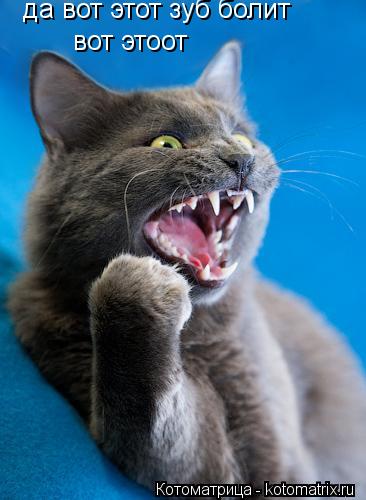 Котоматрица: да вот этот зуб болит вот этоот