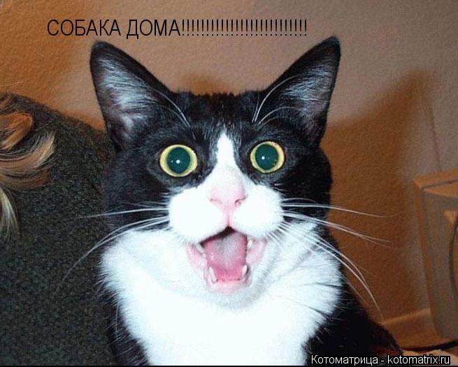 СОБАКА ДОМА!!!!!!!!!!!!!!!!!!!!!!!!!!... Котоматрица: СОБАКА ДОМА!!!!!!!!!!!!!!!!!!!!!!!!!!