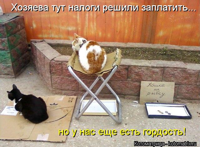 Котоматрица: Хозяева тут налоги решили заплатить... но у нас еще есть гордость!