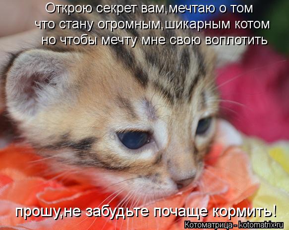 Котоматрица: Открою секрет вам,мечтаю о том что стану огромным,шикарным котом но чтобы мечту мне свою воплотить прошу,не забудьте почаще кормить!