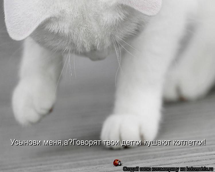 Котоматрица: Усынови меня,а?Говорят твои детки кушают котлетки!