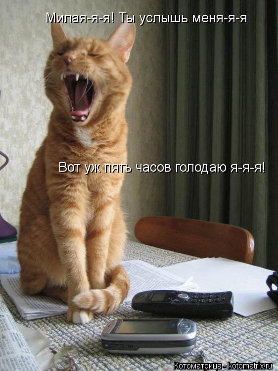 Милая-я-я! Ты услышь меня-я-я Вот уж пять часов голодаю я-я-я!... Котоматрица: Милая-я-я! Ты услышь меня-я-я Вот уж пять часов голодаю я-я-я!