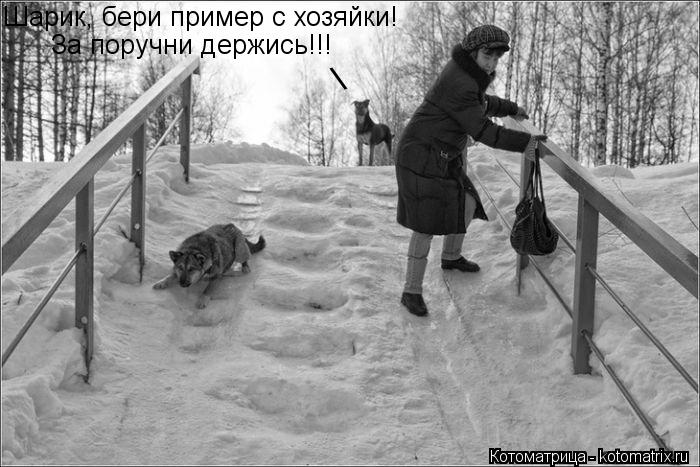 Шарик, бери пример с хозяйки! За поручни держись!!! \... Котоматрица: Шарик, бери пример с хозяйки! За поручни держись!!! \