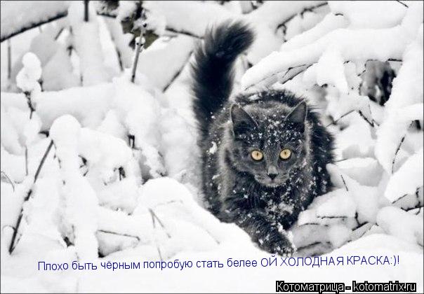 Котоматрица: Плохо быть чёрным попробую стать белее ОЙ ХОЛОДНАЯ КРАСКА:)!