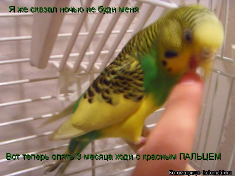 Котоматрица: Я же сказал ночью не буди меня Вот теперь опять 3 месяца ходи с красным ПАЛЬЦЕМ