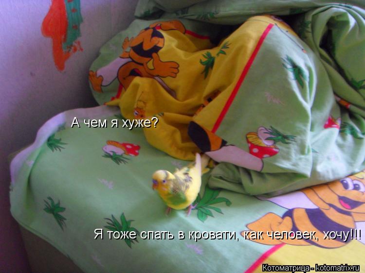 А чем я хуже? Я тоже спать в кровати, как человек, хочу!!!... Котоматрица: А чем я хуже? Я тоже спать в кровати, как человек, хочу!!!