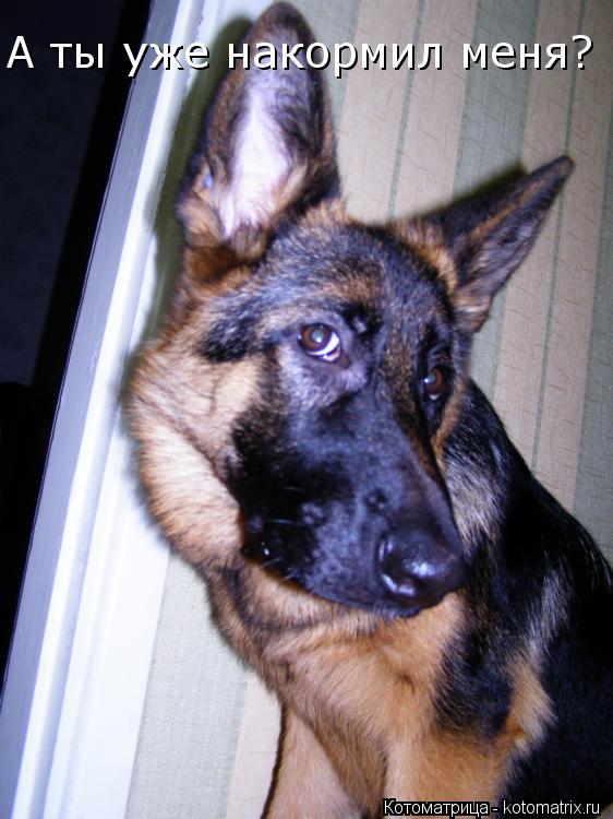 Котоматрица: А ты уже накормил меня?