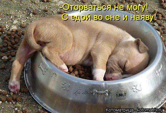 Котоматрица: -Оторваться не могу! С едой во сне и наяву!