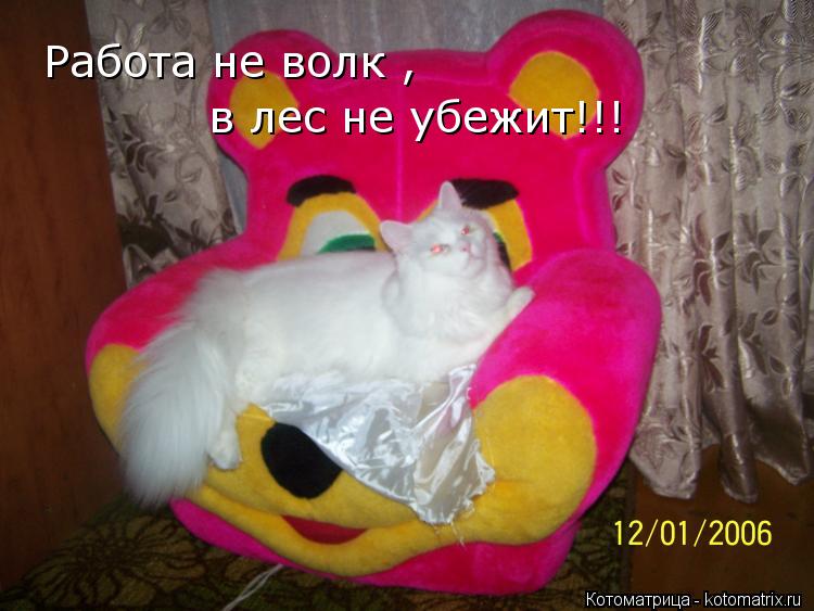 Работа не волк , Работа не волк , в лес не убежит!!!... Котоматрица: Работа не волк , Работа не волк , в лес не убежит!!!