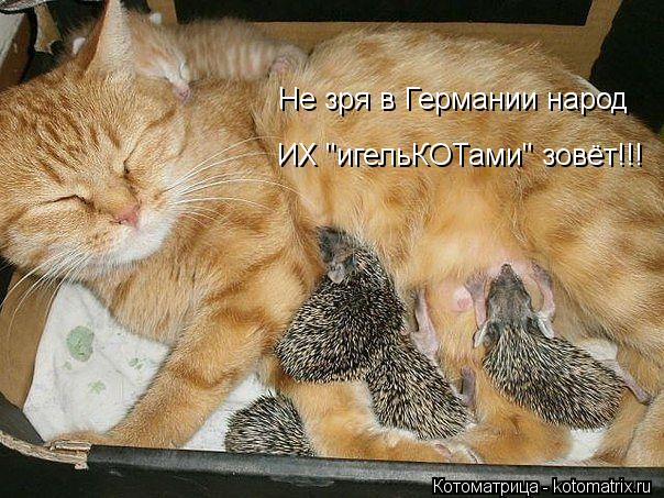 Котоматрица: Не зря в Германии народ  ИХ "игельКОТами" зовёт!!!