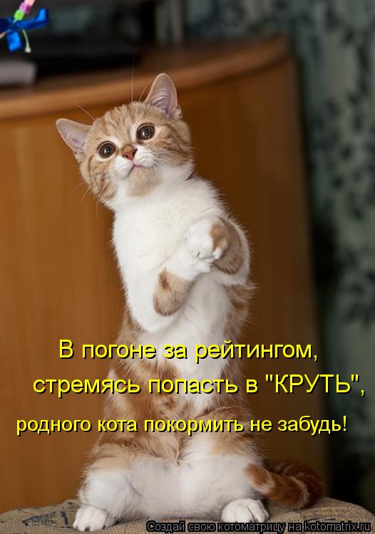 В погоне за рейтингом, стремясь попасть в "КРУТЬ", родного кота покормить не забудь!... Котоматрица: В погоне за рейтингом, стремясь попасть в "КРУТЬ", родного кота покормить не забудь!