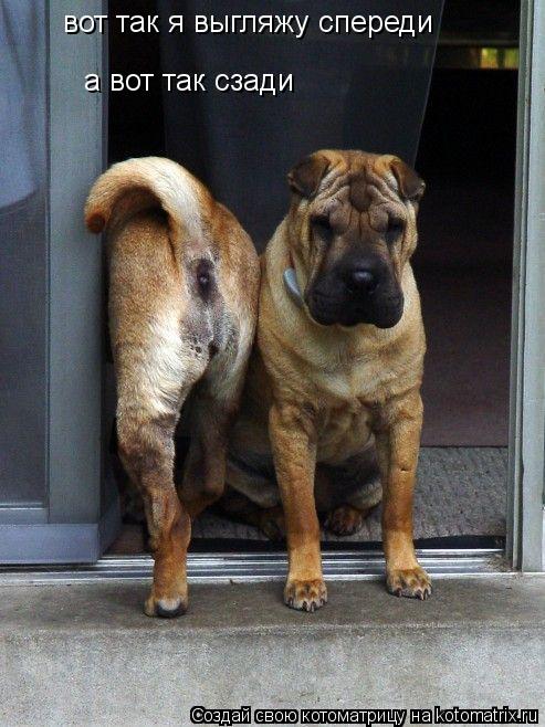 Котоматрица: вот так я выгляжу спереди а вот так сзади