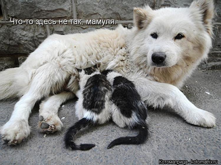 Котоматрица: Что-то здесь не так, мамуля.
