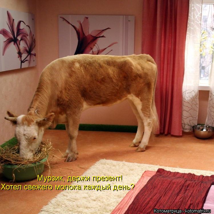 Котоматрица: Мурзик, держи презент! Хотел свежего молока каждый день?