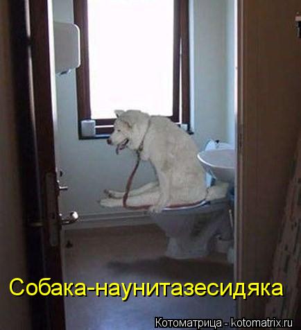 Котоматрица: Собака-наунитазесидяка