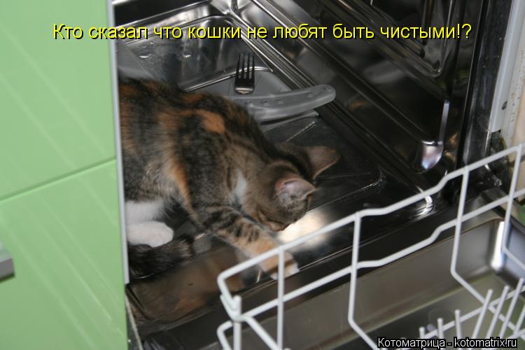 Котоматрица: Кто сказал что кошки не любят быть чистыми!?