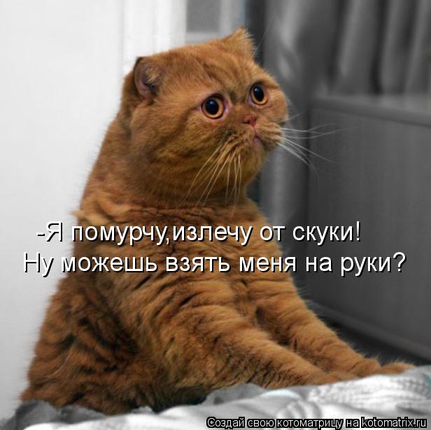 -Я помурчу,излечу от скуки! Ну можешь взять меня на руки?... Котоматрица: -Я помурчу,излечу от скуки! Ну можешь взять меня на руки?
