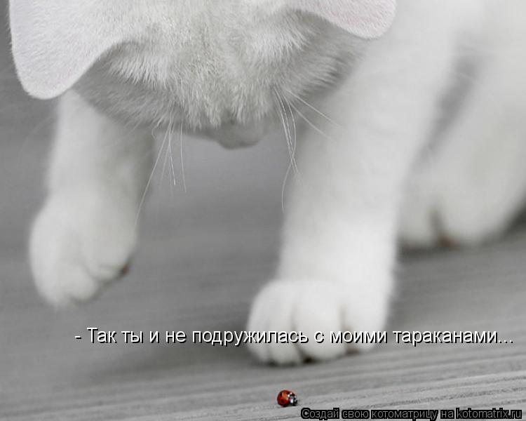 Котоматрица: - Так ты и не подружилась с моими тараканами...