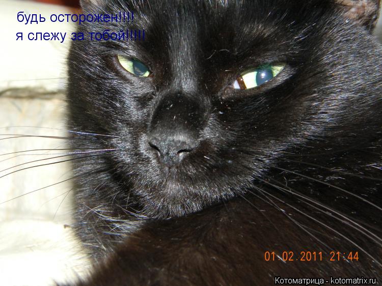 Котоматрица: будь осторожен!!!! я слежу за тобой!!!!!