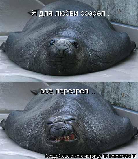 Котоматрица: Я для любви созрел.. всё,перезрел...