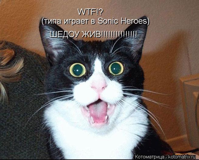WTF!? (типа играет в Sonic Heroes) ШЕДОУ ЖИВ!!!!!!!!!!!!!!!... Котоматрица: WTF!? (типа играет в Sonic Heroes) ШЕДОУ ЖИВ!!!!!!!!!!!!!!!