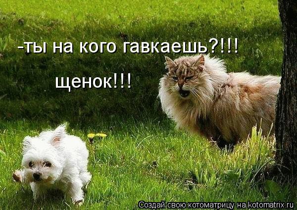 -ты на кого гавкаешь?!!! щенок!!!... Котоматрица: -ты на кого гавкаешь?!!! щенок!!!