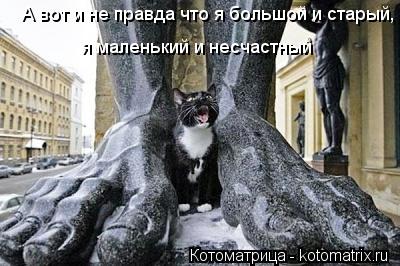 Котоматрица: А вот и не правда что я большой и старый, я маленький и несчастный