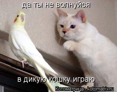 Котоматрица: да ты не волнуйся да ты не волнуйся да ты не волнуйся  в дикую кошку играю