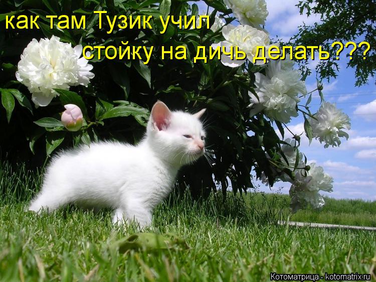 Котоматрица: как там Тузик учил стойку на дичь делать???