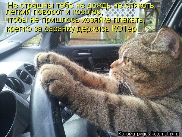Не страшны тебе не дождь не слякоть, легкий поворот и косогор, чтобы не пришлось хозяйке плакать, кре... Котоматрица: Не страшны тебе не дождь не слякоть, легкий поворот и косогор, чтобы не пришлось хозяйке плакать, крепко за баранку держись КОТер!