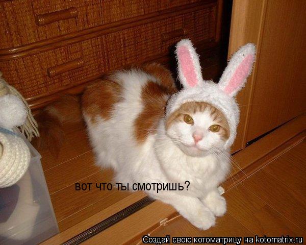 Котоматрица: вот что ты смотришь?