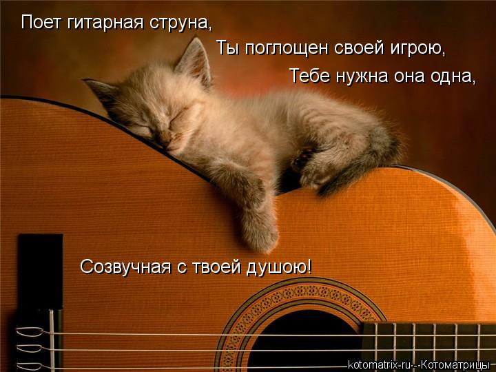 Котоматрица: Поет гитарная струна, Ты поглощен своей игрою,  Тебе нужна она одна, Созвучная с твоей душою!
