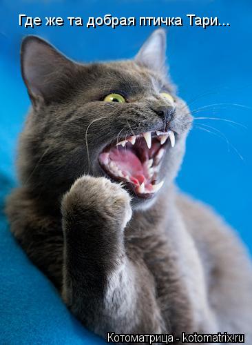 Котоматрица: Где же ты -добрая птичка Тари Где же та добрая птичка Тари...