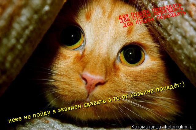 Котоматрица: неее не пойду я экзамен сдавать а то от хозяина попадёт:) два пушок перездать два пушок перездать два пушок перездать
