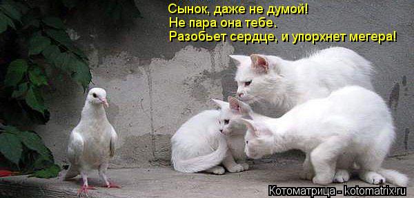 Котоматрица: Сынок, даже не думой! Не пара она тебе. Разобьет сердце, и упорхнет мегера!