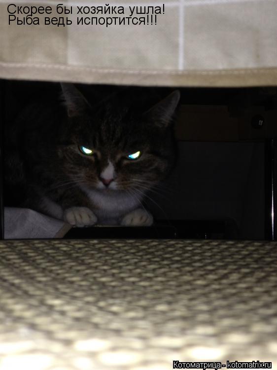 Котоматрица: Скорее бы хозяйка ушла! Рыба ведь испортится!!!