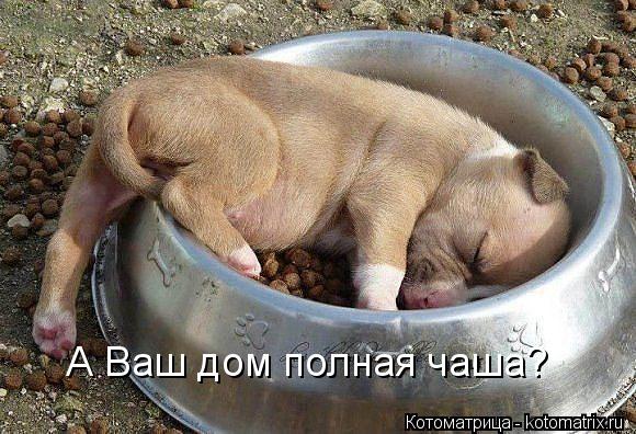 Котоматрица: А Ваш дом полная чаша?