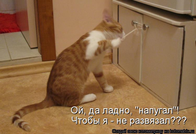 Котоматрица: Ой, да ладно, "напугал"! Чтобы я - не развязал???
