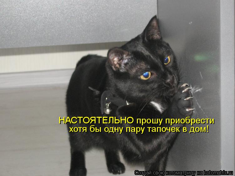 Котоматрица: хотя бы одну пару тапочек в дом! НАСТОЯТЕЛЬНО прошу приобрести