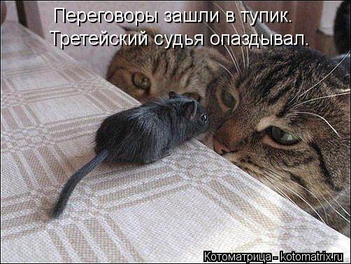 Переговоры зашли в тупик. Третейский судья опаздывал.... Котоматрица: Переговоры зашли в тупик. Третейский судья опаздывал.