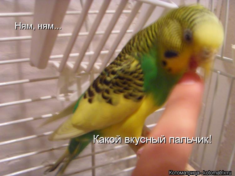 Котоматрица: Ням, ням... Какой вкусный пальчик!
