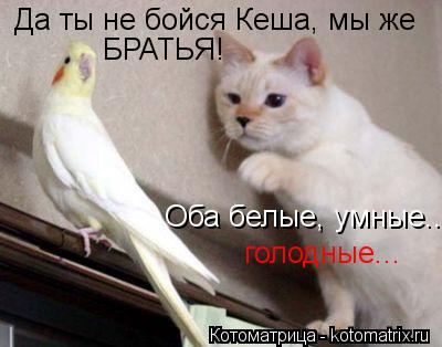 Котоматрица: Да ты не бойся Кеша, мы же БРАТЬЯ! Оба белые, умные... голодные...
