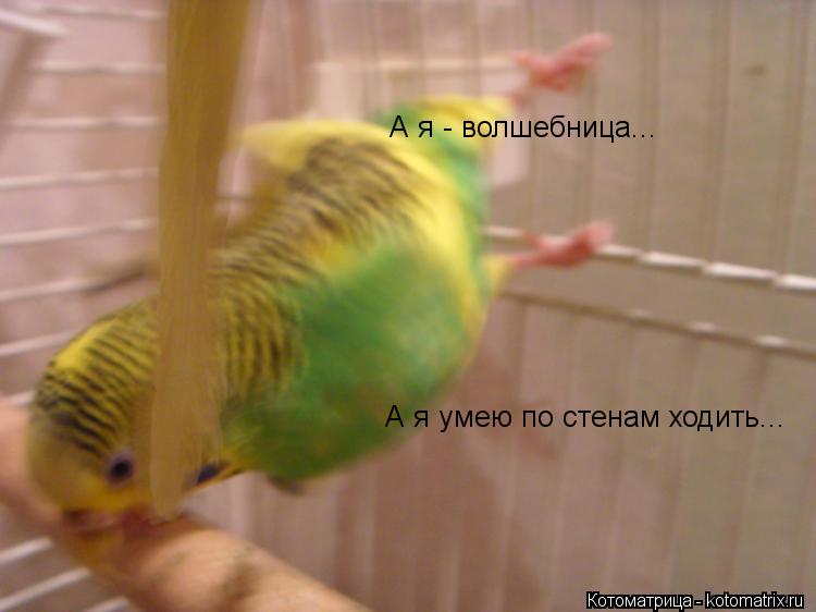 А я - волшебница... А я умею по стенам ходить...... Котоматрица: А я - волшебница... А я умею по стенам ходить...